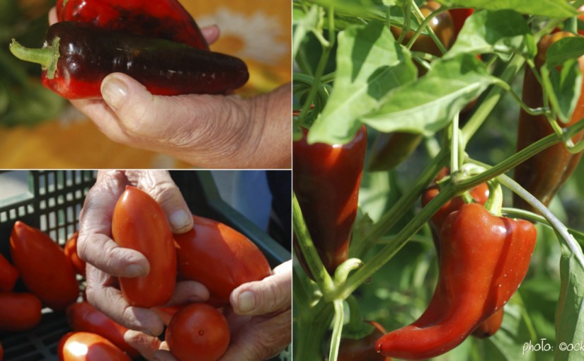 Traditions :: Poivrons rouges maison, (aunt Ida’s&nbsp;recipe)