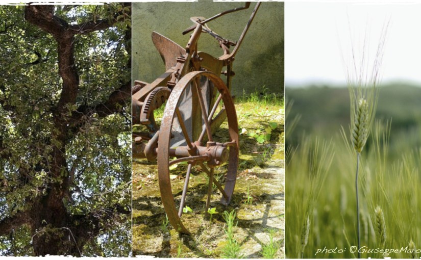 §04 DSC_6208-01_GrandeQuercia_GM