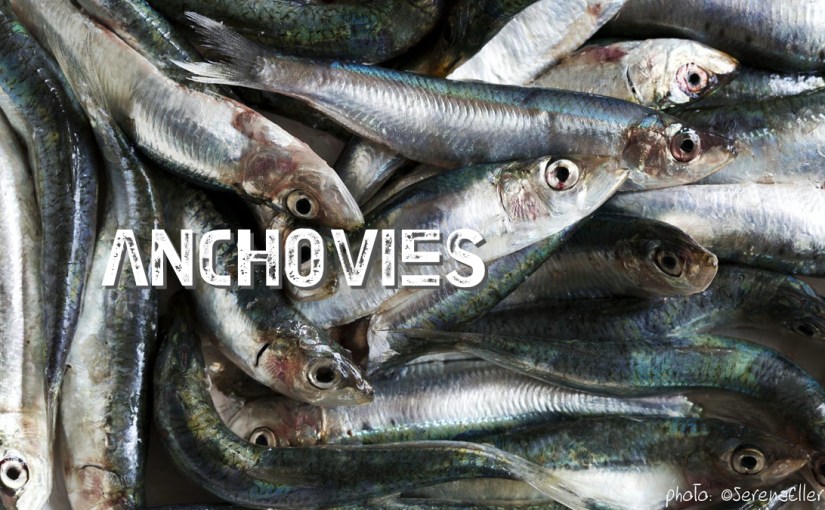 1B0A9641-1_anchovies_cov_ockstyle_©serenaeller