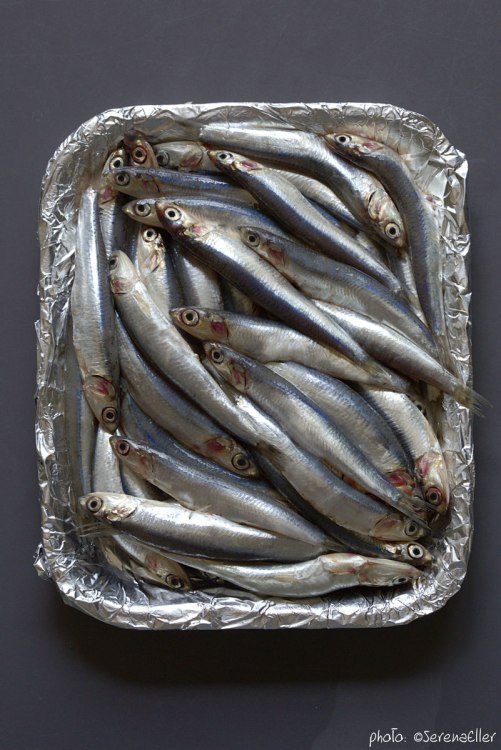01-1B0A9656_anchovies_se