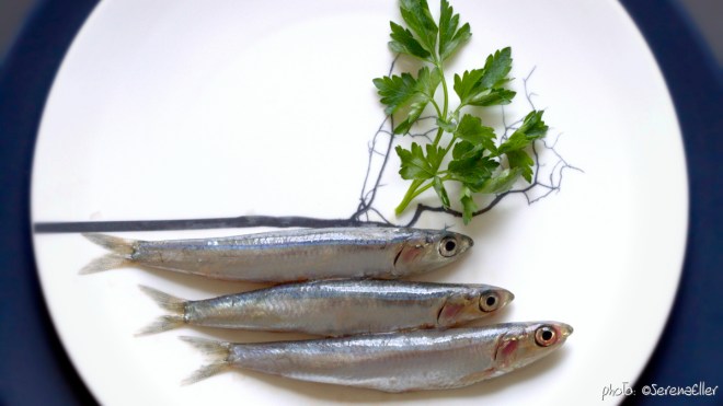 01-1B0A9664_anchoviess_cov_ockstyle_©serenaeller