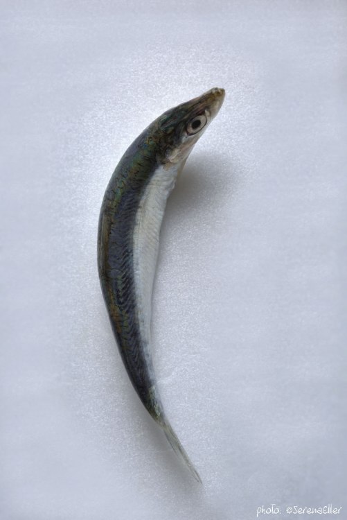 01-1B0A9672_anchovies_se