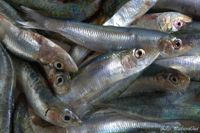 01-B0A9644_anchovies_se