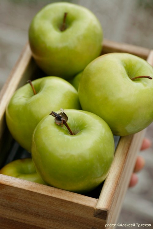 Apples | Styling: Orsola Ciriello Kogan | Photo: Alexey Tryaskov | Cahier de recette EKSMO Publishing House