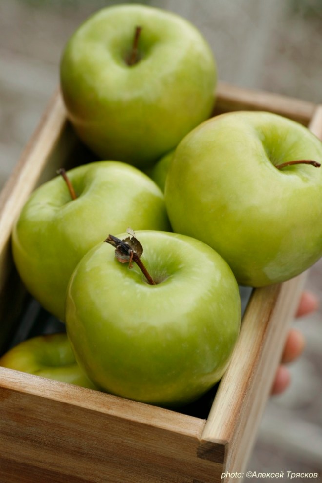 6846_apples_ockstyle_alexeytryaskov_eksmo