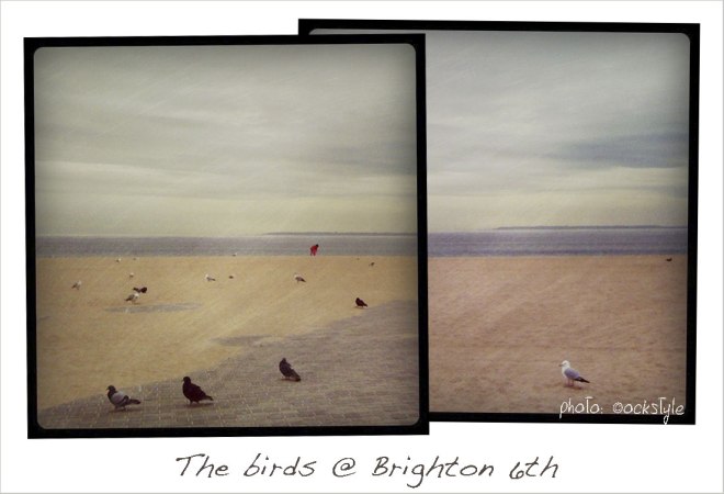 birds_brighton_brooklyn_©ockstyle