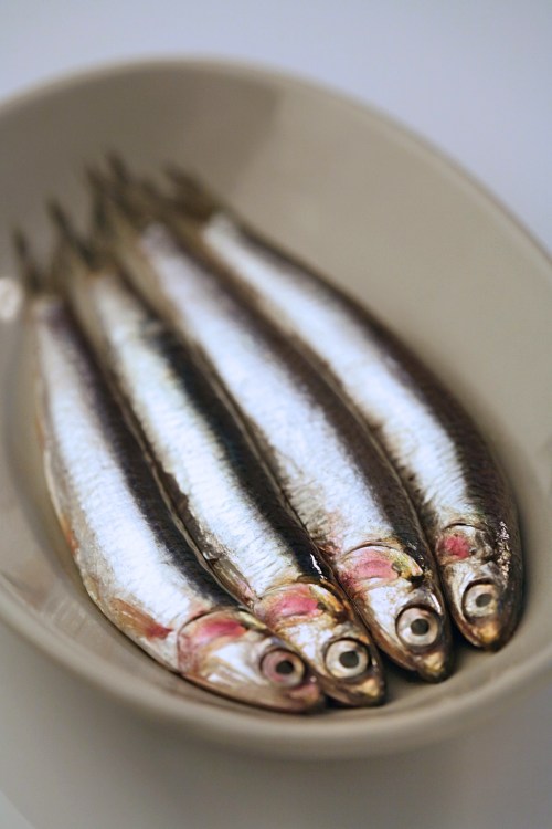 Fresh anchovies | Styling: Orsola Ciriello Kogan | Photo: ©LuciaZeccara