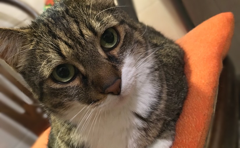 Pet Photography :: Mr Mao&nbsp;Romeo