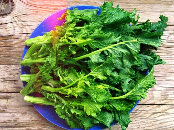 Broccoletti (broccoli rabe) on a blue plate | Styling and Photo ©OrsolaCirielloKogan