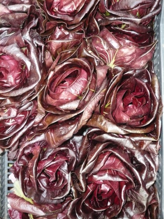 Food Photography: Fresh Radicchio at the Farmers Market in Rome | Photo ©OrsolaCirielloKogan