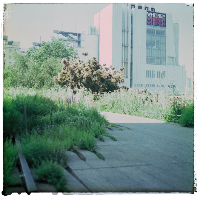 The Whitney Museum from High Line Park | My New York City in 120mm ©ockstyle