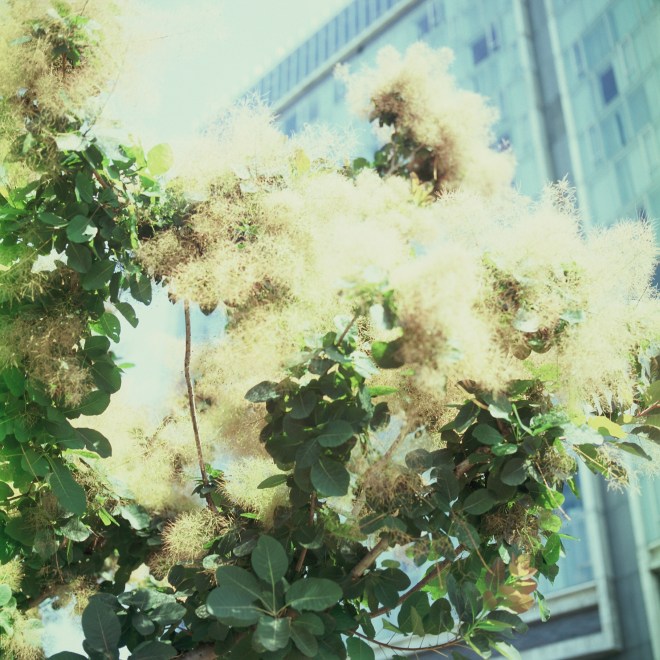 At the High Line Park | My New York City in 120mm ©ockstyle